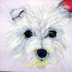 Westie